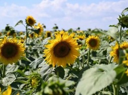 В Запорожской области более 500 тысяч гектаров полей засеяли подсолнечником
