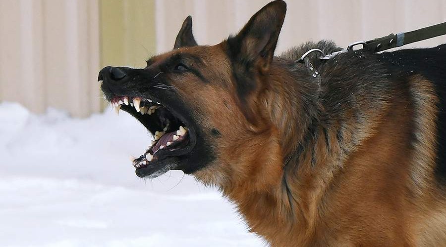 Кинолог рассказала о порядке действий в случае нападения собаки